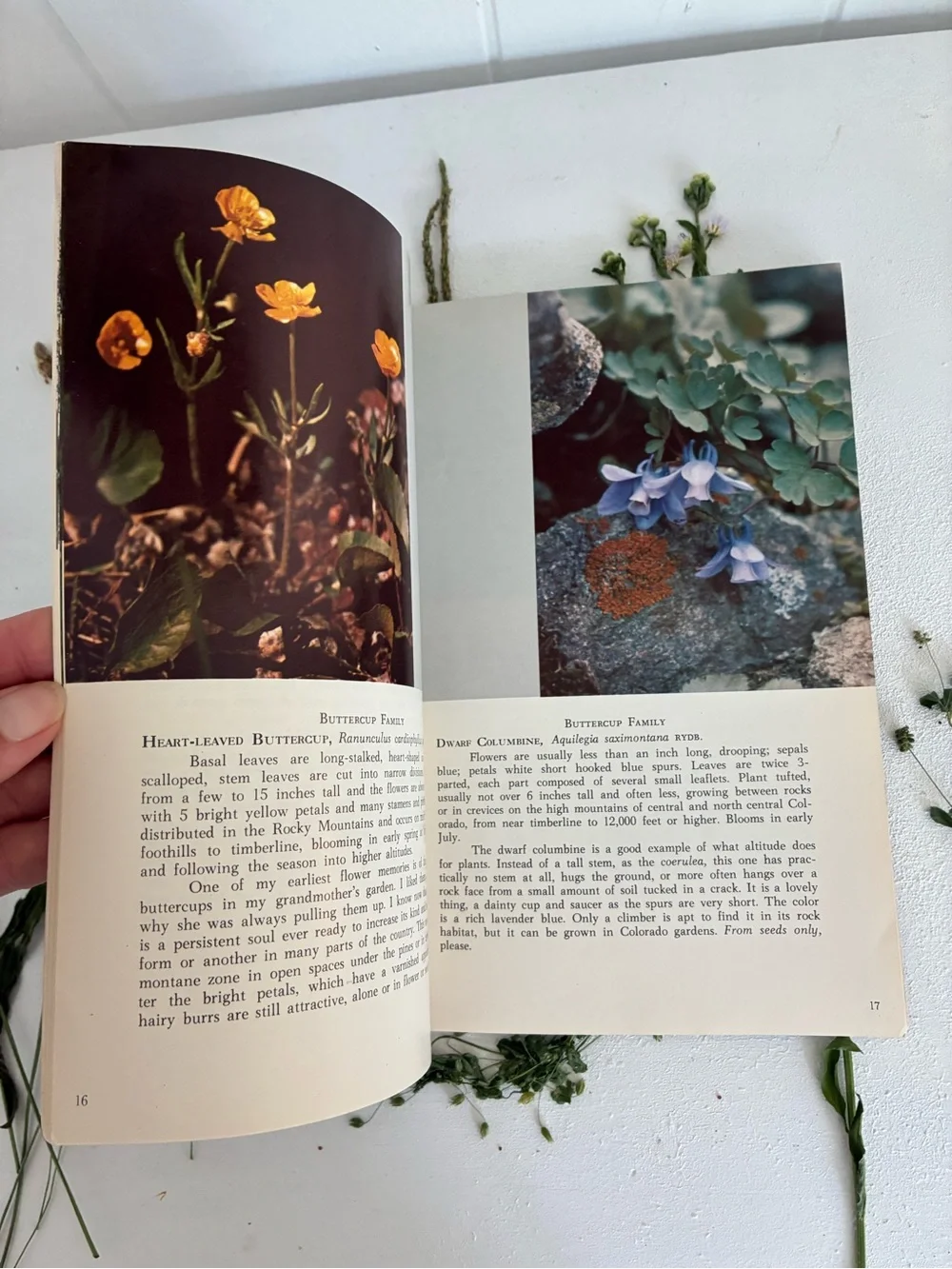 Mountain Wild Flowers of Colorado and Adjacent Areas, Denver Museum Nat. History